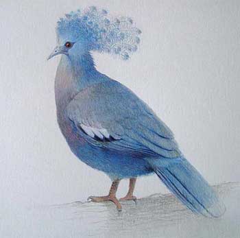 Венценосный голубь Виктории